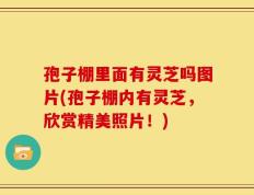 孢子棚里面有灵芝吗图片(孢子棚内有灵芝，欣赏精美照片！)