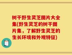 树干野生灵芝图片大全集(野生灵芝的树干图片集，了解野生灵芝的生长环境和外观特征)