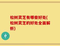 松树灵芝有哪些好处(松树灵芝的好处全面解析)