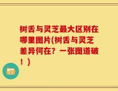 树舌与灵芝最大区别在哪里图片(树舌与灵芝差异何在？一张图道破！)