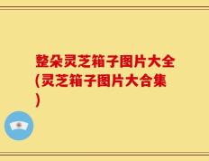 整朵灵芝箱子图片大全(灵芝箱子图片大合集)