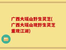 广西大瑶山野生灵芝(广西大瑶山现野生灵芝重现江湖)