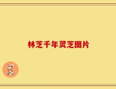 林芝千年灵芝图片