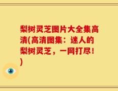 梨树灵芝图片大全集高清(高清图集：迷人的梨树灵芝，一网打尽！)