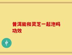 普洱能和灵芝一起泡吗功效