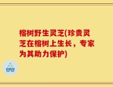 榕树野生灵芝(珍贵灵芝在榕树上生长，专家为其助力保护)