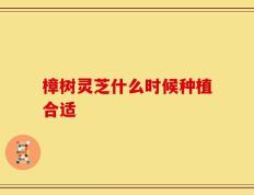樟树灵芝什么时候种植合适
