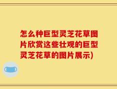 怎么种巨型灵芝花草图片欣赏这些壮观的巨型灵芝花草的图片展示)