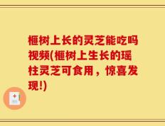 榧树上长的灵芝能吃吗视频(榧树上生长的瑶柱灵芝可食用，惊喜发现!)