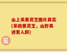 山上采黑灵芝图片真实(采摘黑灵芝，山野真迹惹人醉)