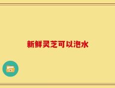 新鲜灵芝可以泡水