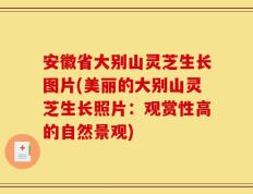 安徽省大别山灵芝生长图片(美丽的大别山灵芝生长照片：观赏性高的自然景观)