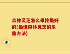 森林灵芝怎么采挖最好的(最佳森林灵芝的采集方法)