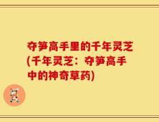 夺笋高手里的千年灵芝(千年灵芝：夺笋高手中的神奇草药)
