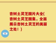 杏树土灵芝图片大全(杏树土灵芝图集，全面展示杏树土灵芝的美丽之处！)