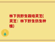 林下仿野生栽培灵芝(灵芝：林下野生仿生种植)