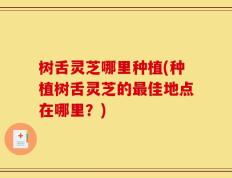 树舌灵芝哪里种植(种植树舌灵芝的最佳地点在哪里？)