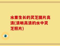 水里生长的灵芝图片高清(清晰高清的水中灵芝照片)