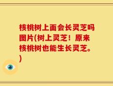 核桃树上面会长灵芝吗图片(树上灵芝！原来核桃树也能生长灵芝。)