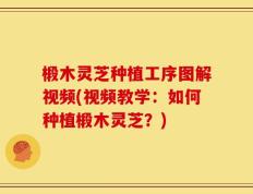 椴木灵芝种植工序图解视频(视频教学：如何种植椴木灵芝？)