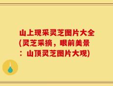 山上现采灵芝图片大全(灵芝采摘，眼前美景：山顶灵芝图片大观)