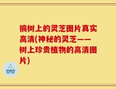 摘树上的灵芝图片真实高清(神秘的灵芝——树上珍贵植物的高清图片)
