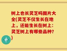 树上也长灵芝吗图片大全(灵芝不仅生长在地上，还能生长在树上：灵芝树上有哪些品种？)