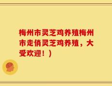 梅州市灵芝鸡养殖梅州市走俏灵芝鸡养殖，大受欢迎！)