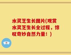 水灵芝生长图片(观赏水灵芝生长全过程，惊叹奇妙自然力量！)