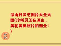 深山野灵芝图片大全大图(珍稀灵芝在深山，美轮美奂照片拍遍全！)