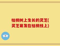 枯桃树上生长的灵芝(灵芝萌发在枯桃枝上)