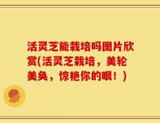 活灵芝能栽培吗图片欣赏(活灵芝栽培，美轮美奂，惊艳你的眼！)