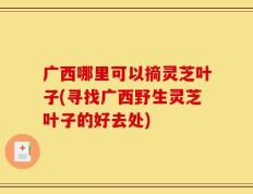 广西哪里可以摘灵芝叶子(寻找广西野生灵芝叶子的好去处)