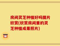 房间灵芝种植好吗图片欣赏(欣赏房间里的灵芝种植成果照片)