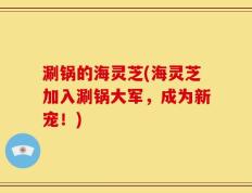 涮锅的海灵芝(海灵芝加入涮锅大军，成为新宠！)