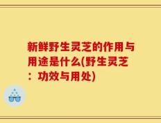 新鲜野生灵芝的作用与用途是什么(野生灵芝：功效与用处)