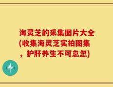 海灵芝的采集图片大全(收集海灵芝实拍图集，护肝养生不可怠忽)