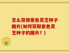 怎么获得紫色灵芝种子图片(如何获取紫色灵芝种子的图片？)