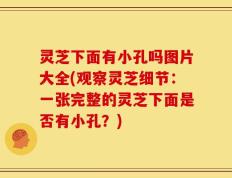灵芝下面有小孔吗图片大全(观察灵芝细节：一张完整的灵芝下面是否有小孔？)