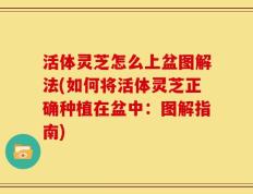 活体灵芝怎么上盆图解法(如何将活体灵芝正确种植在盆中：图解指南)