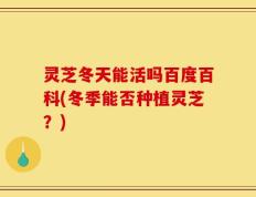 灵芝冬天能活吗百度百科(冬季能否种植灵芝？)