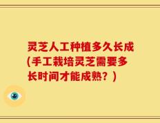 灵芝人工种植多久长成(手工栽培灵芝需要多长时间才能成熟？)