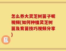 怎么养大灵芝树苗子呢视频(如何种植灵芝树苗及育苗技巧视频分享)