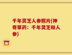 千年灵芝人参照片(神奇草药：千年灵芝和人参)
