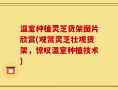 温室种植灵芝货架图片欣赏(观赏灵芝壮观货架，惊叹温室种植技术)