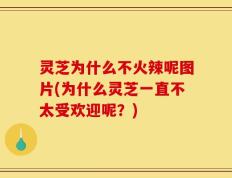 灵芝为什么不火辣呢图片(为什么灵芝一直不太受欢迎呢？)