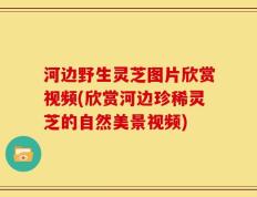 河边野生灵芝图片欣赏视频(欣赏河边珍稀灵芝的自然美景视频)