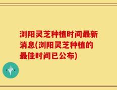浏阳灵芝种植时间最新消息(浏阳灵芝种植的最佳时间已公布)