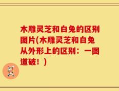 木雕灵芝和白兔的区别图片(木雕灵芝和白兔从外形上的区别：一图道破！)