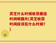 灵芝什么时候收获最佳时间呢图片(灵芝收获时间应该在什么时候？)